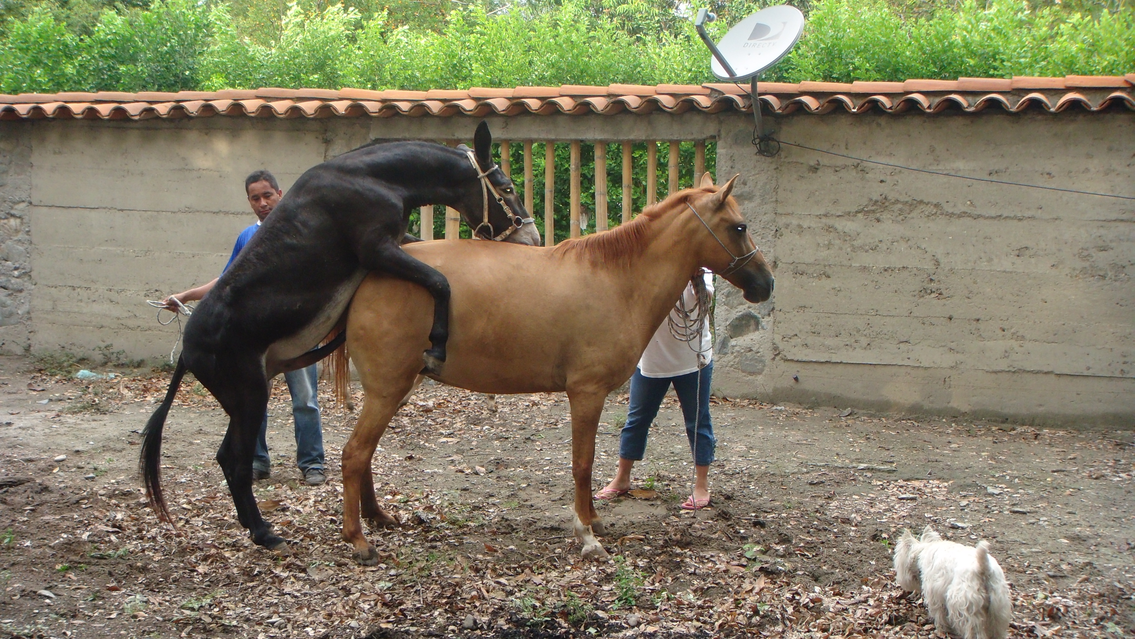 Un burro yegüerizo es aquel que se ha acostumbrado a montar yeguas con el f...