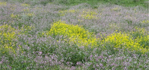 flores de campo