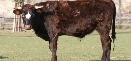 cattle yuca