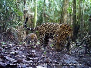 Hembra jaguar con cría. Foto Panthera Colombia.
