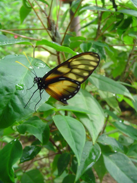 Pteronimia sp. Fotos de Alas de Colombia.