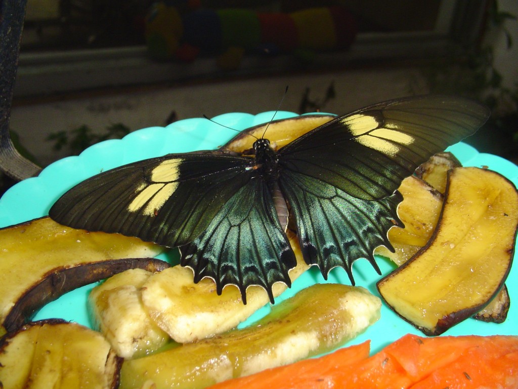 Mariposa alimentándose. Foto de Alas de Colombia.