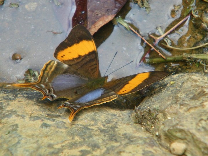 Mariposa. Foto de Alas de Colombia.