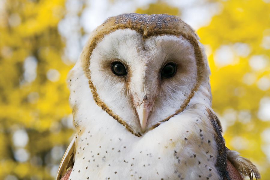 Fun Facts About Barn Owls