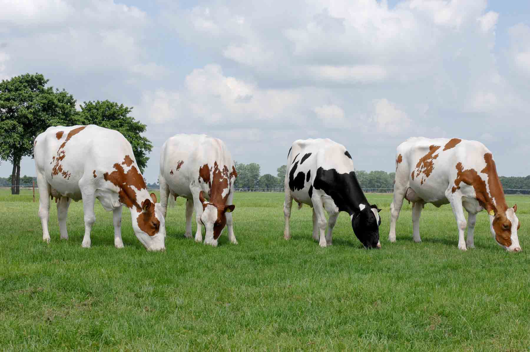 holstein-abc-del-finkero