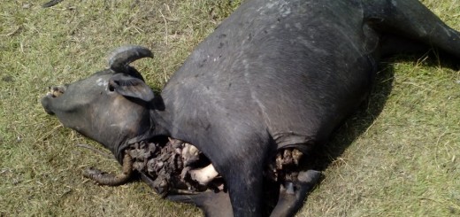 bufala depredada