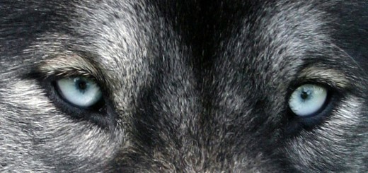 ojos de perro azul