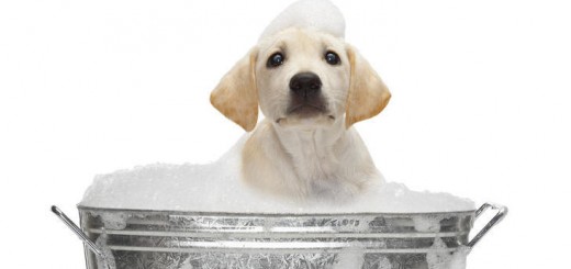 puppy-bath