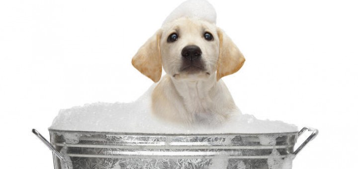 puppy-bath
