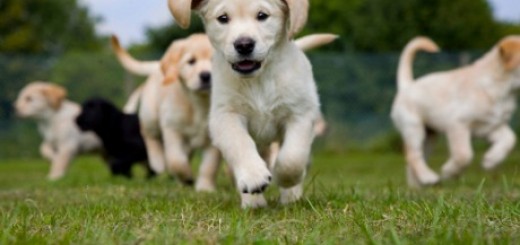 running-puppies