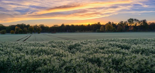 Sunrise on Fields