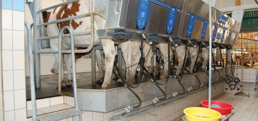 milking