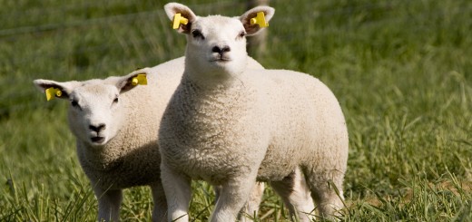 madres y crias de ovejas