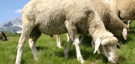 castración de ovejas