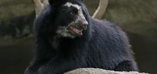 spectacled_bear