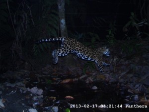 Jaguar en una finca. Foto Panthera Colombia.