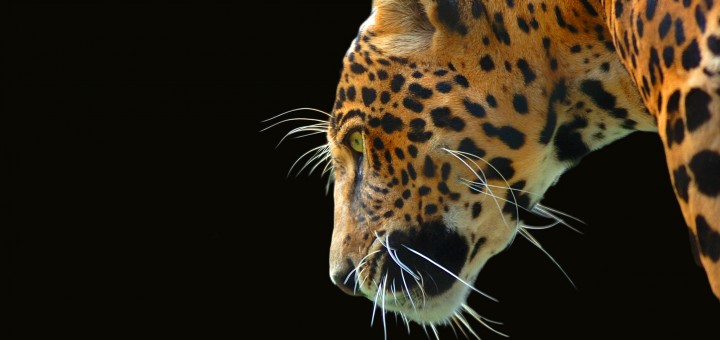 jaguar3