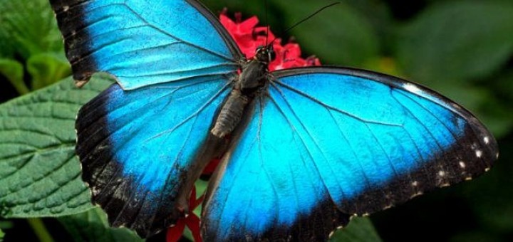 Mariposa. Foto de Alas de Colombia.