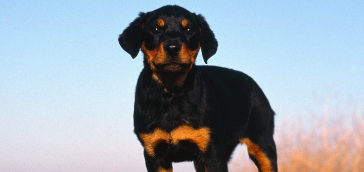 Rottweiler-Puppy-puppies-9460976-1600-1200