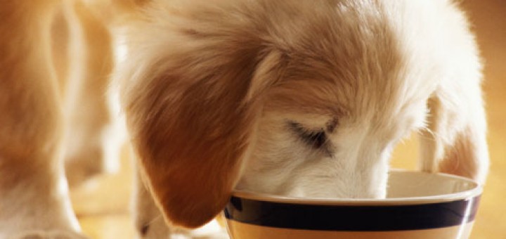 getty_rm_photo_of_puppy_eating_out_of_bowl