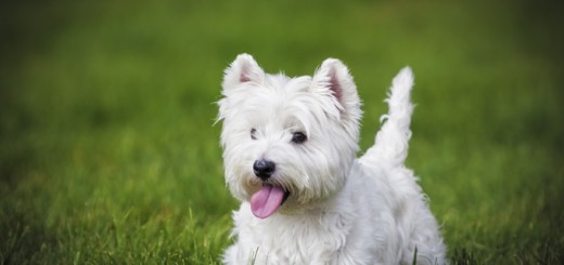 A Westie playing in a backyard with her tongue out tired from running. West Highland White Terrier.