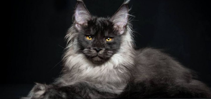 maine coon 1