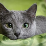 gato-azul-ruso